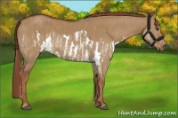 Horse Color:Red Dun Splash Brindle