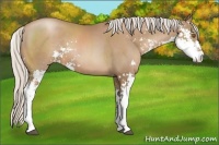 Horse Color:Silver Black Pearl Sabino 