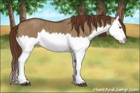 Horse Color:Liver Red Dun Splash  Brindle
