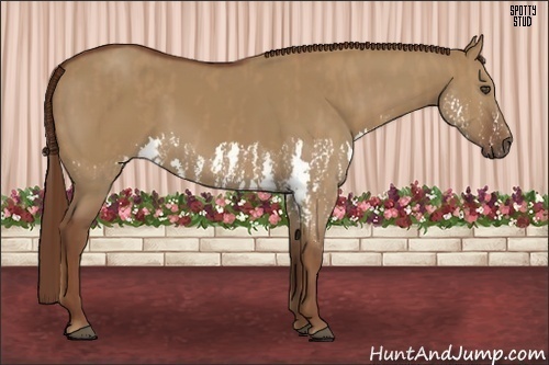 Horse Color:Red Dun Splash Brindle