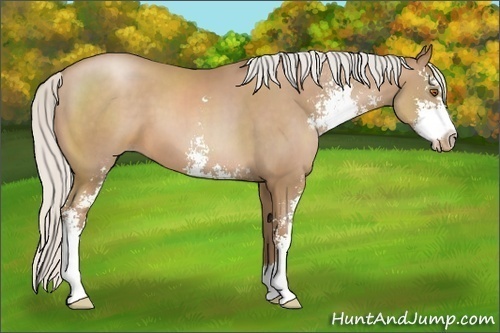 Horse Color:Silver Black Pearl Sabino