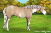 Horse Color:Silver Black Pearl Sabino 