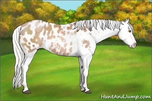 Horse Color:Silver Black Pearl Sabino Appaloosa 