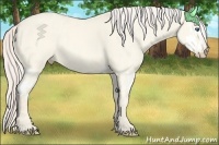 Horse Color:Cremello Dun Splash  Brindle