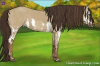Horse Color:Liver Red Dun Splash  Brindle