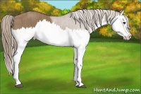 Horse Color:Liver Red Dun Splash  Brindle