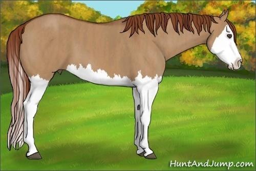 Horse Color:Red Dun Splash  Brindle