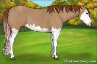Horse Color:Red Dun Splash  Brindle