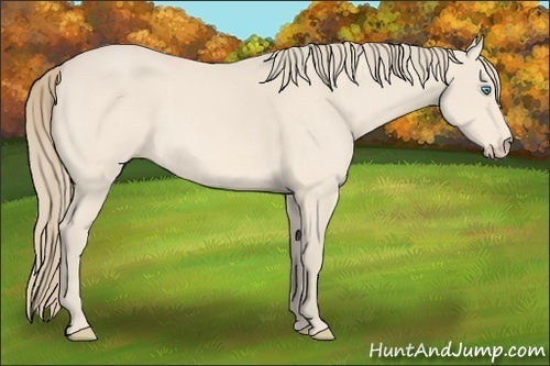 Horse Color:Perlino 