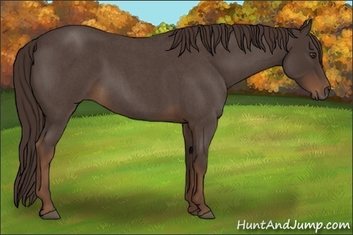 Horse Color:Liver Red Roan