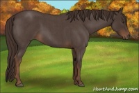 Horse Color:Liver Red Roan 