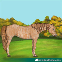 Horse Color:Red Dun Splash  Brindle