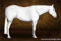 Horse Color:Chocolate Palomino Pearl Appaloosa
