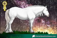 Horse Color:Chocolate Palomino Roan Appaloosa 