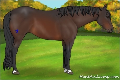 Horse Color:Bay 