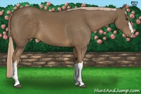 Horse Color:Chocolate Palomino 
