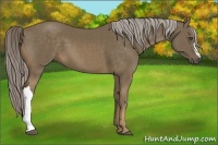 Horse Color:Chocolate Palomino 