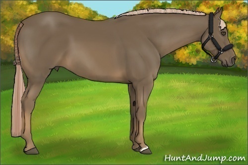 Horse Color:Chocolate Palomino 
