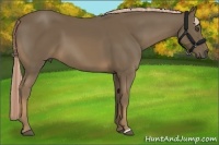 Horse Color:Chocolate Palomino 
