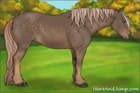 Horse Color:Chocolate Palomino 