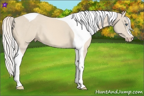 Horse Color:Cremello Tobiano 
