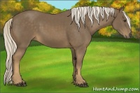 Horse Color:Chocolate Palomino 