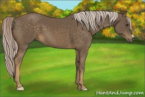 Horse Color:Chocolate Palomino