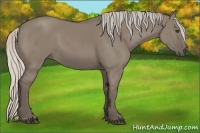 Horse Color:Silver Grullo
