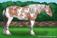 Horse Color:White Spotted Bay Ice
