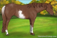 Horse Color:White Spotted Chestnut Sabino Frame 