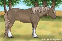 Horse Color:Chocolate Palomino