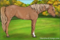 Horse Color:White Spotted Chestnut Sabino Frame