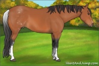 Horse Color:White Spotted Bay Sabino Frame