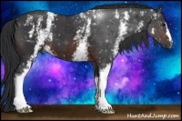 Horse Color:White Spotted Brown 