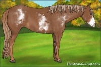 Horse Color:White Spotted Chestnut Sabino Frame 