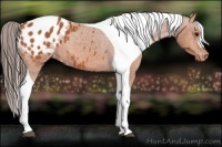 Horse Color:Bay Tobiano Blanket 