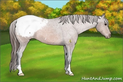 Horse Color:Bay Appaloosa 