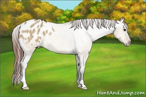 Horse Color:Bay Dun Appaloosa 