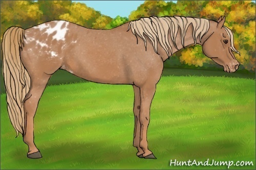 Horse Color:Unknown 