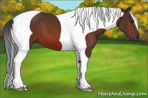 Horse Color:Bay Tobiano 
