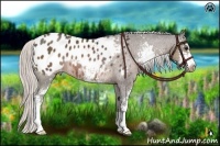 Horse Color:Silver Brown Sabino Blanket Rabicano