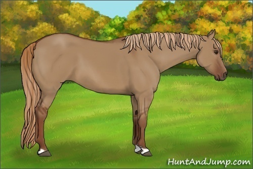 Horse Color:Unknown 