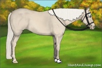 Horse Color:Cremello 