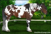 Horse Color:White Spotted Bay 