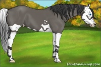 Horse Color:Grullo Splash 