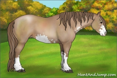 Horse Color:Black Pearl Sabino