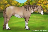 Horse Color:Black Pearl Sabino 