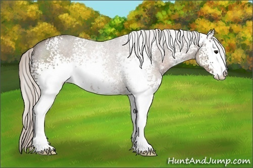 Horse Color:White Spotted Silver Black Sabino