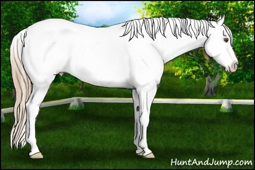 Horse Color:Liver Chestnut Pearl Varnish Rabicano