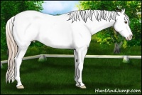 Horse Color:Liver Chestnut Pearl Varnish Rabicano 